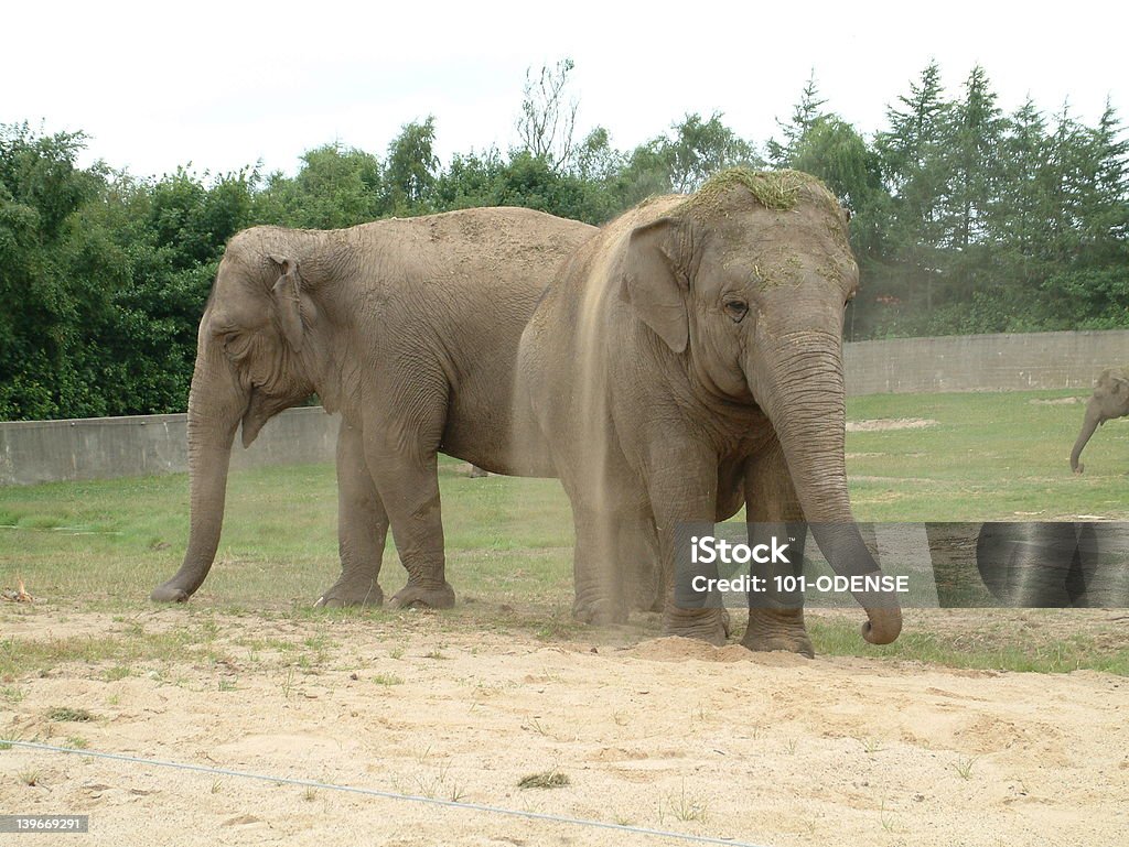 Elephant sandbath Elephants taking a sandbath Africa Stock Photo