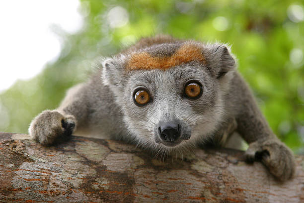 Portrait of crowned lemur (Eulemur coronatus) Ankarana National Park. The crowned lemur is endemic to the dry deciduous forests of the northern top of Madagascar. Wildlife and wildernes