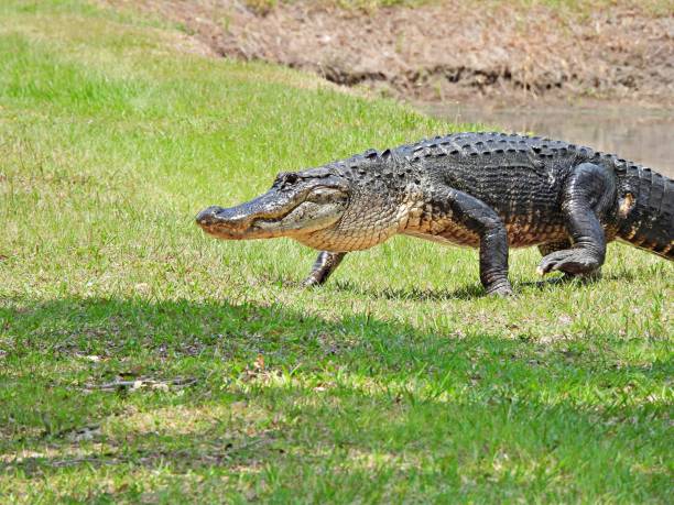istock American Alligator (Alligator mississippiensis) - walking on the grass 1396693240