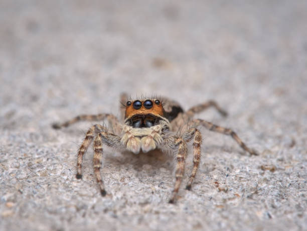 istock Cute jumping spider on the ground 1396693303
