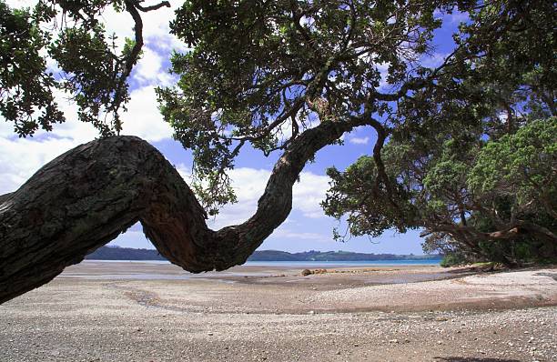 pohutukawa-nuova zelanda albero di natale - pohutukawa tree christmas new zealand beach foto e immagini stock