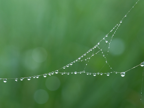Taking a close look at a spider web covered in dew drops.