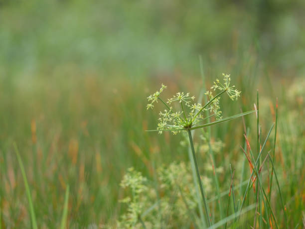 istock beautiful plant  in the  meadows 1396693466