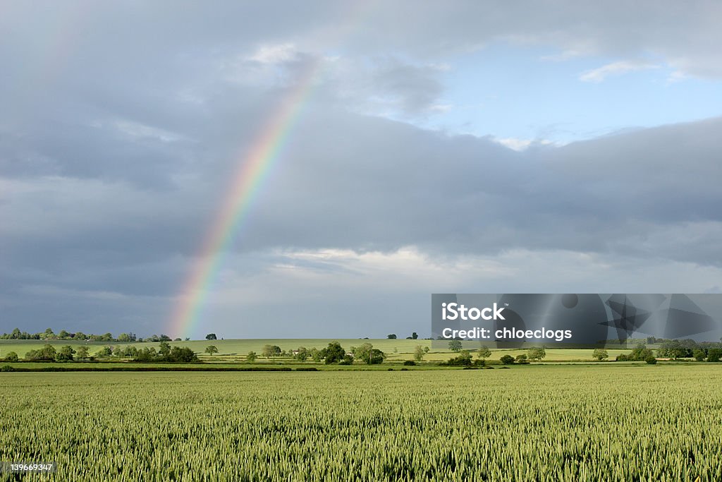 Arc-en-ciel sur les champs de blé - Photo de Agriculture libre de droits