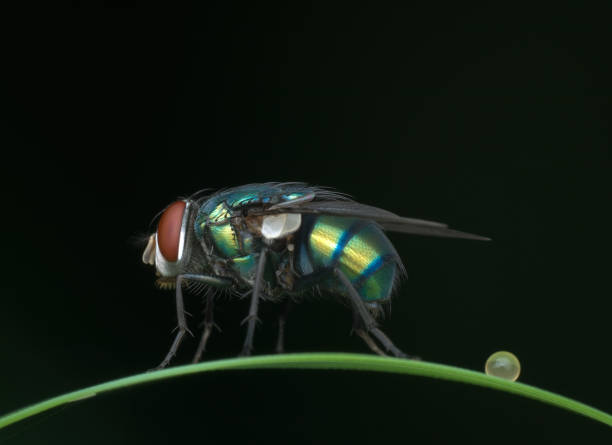 istock common green bottle fly on the grass 1396693574