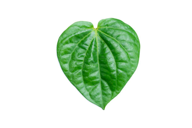 istock Betel leaf isolated on white background with clipping path 1396693589