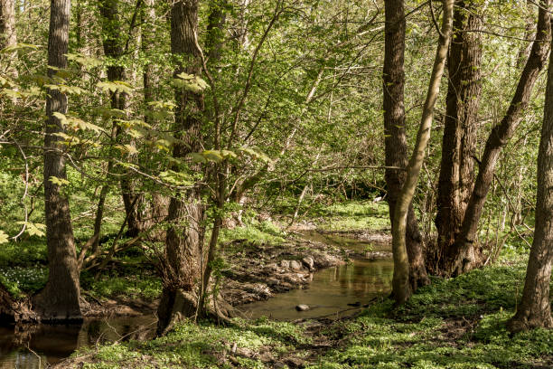 a small stream that still flows through a thick beech forest stock photo