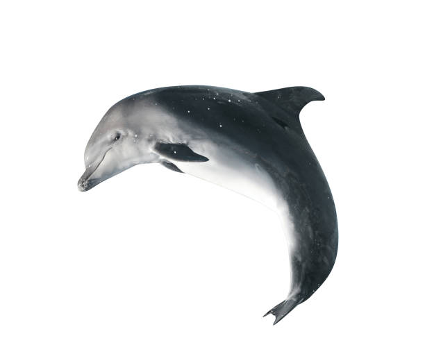 istock Beautiful grey bottlenose dolphin on white background 1396693907