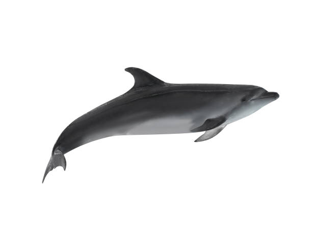 istock Beautiful grey bottlenose dolphin on white background 1396693920