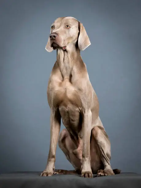 Weimaraner sitting in a photo studio