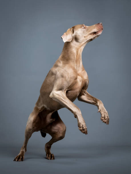 istock Weimaraner jumping in a photo studio 1396694898