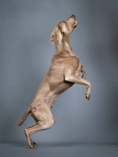 istock Weimaraner jumping in a photo studio 1396694899