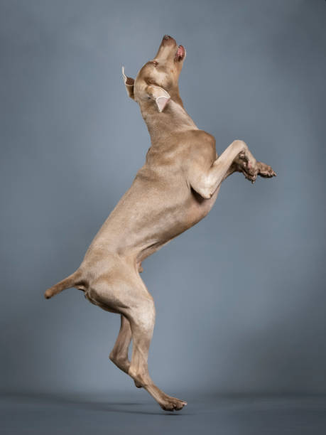 istock Weimaraner jumping in a photo studio 1396694900