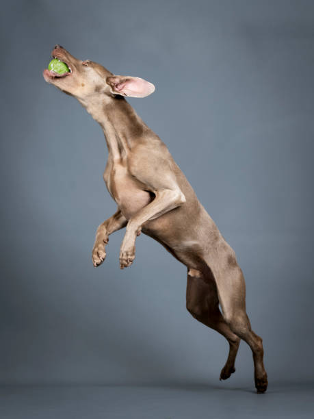 weimaraner skacze w studiu fotograficznym - exhibition of dog zdjęcia i obrazy z banku zdjęć