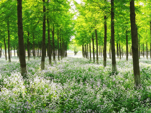 The trail in the flowered spring forest, nature background