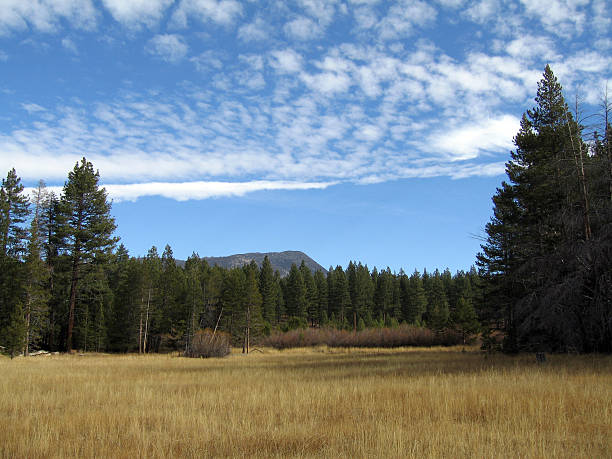 Golden mountain fields in Lake Tahoe with fall grass and pines and heavenly mountain peaks behind.