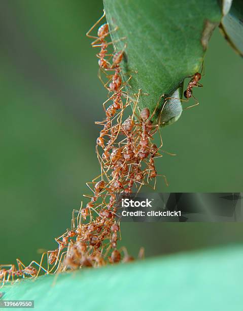 Ponte - Fotografias de stock e mais imagens de Formiga - Formiga, Ponte, Parceria