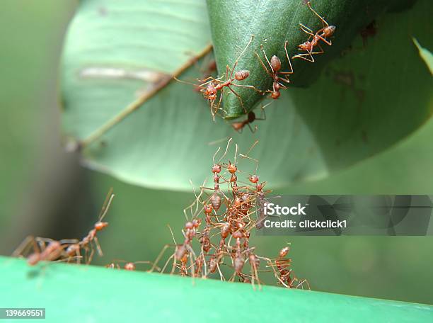 닿음 주시나요 개미에 대한 스톡 사진 및 기타 이미지 - 개미, 팀워크, 건축하기