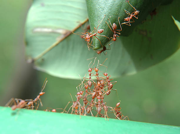 Reaching Out Ants trying to form a bridge to the other side while the bottom trying to reach out and the top trying to help ant stock pictures, royalty-free photos & images