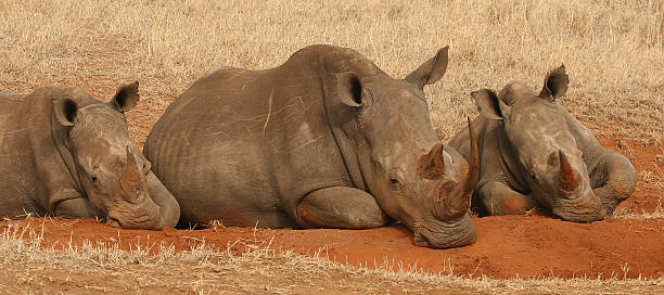 istock Trio of Rhino (postbox) 139669591
