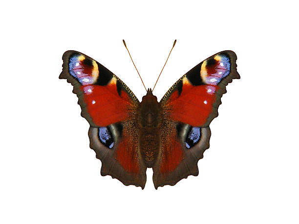 Cтоковое фото Выделение павлиний бабочка
