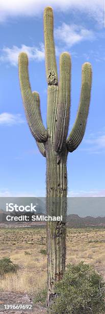 Saguaro Cactus Wysokiej Rozdzielczości - zdjęcia stockowe i więcej obrazów Phoenix - Stan Arizona - Phoenix - Stan Arizona, Bez ludzi, Fotografika