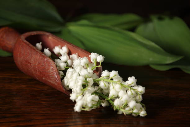 istock Blooming lily of the valley. 1396696939