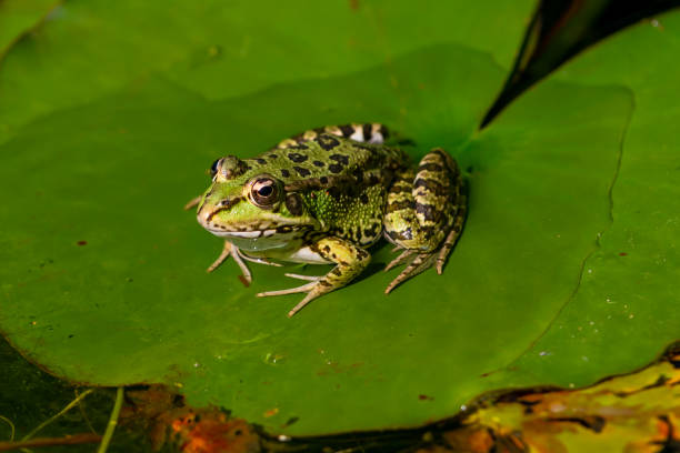 green-skinned frog resting in the sun on a water lily leaf in a pond. - frog water lily pond sunlight imagens e fotografias de stock