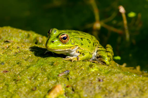 green-skinned frog resting in the sun on a water lily leaf in a pond. - frog water lily pond sunlight imagens e fotografias de stock
