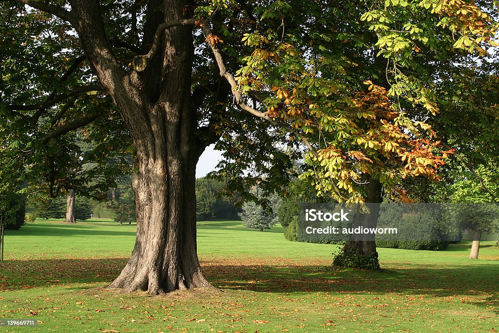 Herbst-Gelände - Lizenzfrei Baum Stock-Foto