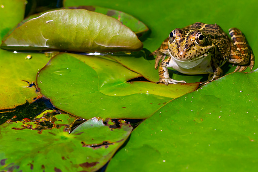 Marsh frog sits on a green leaf among white lilies in the pond