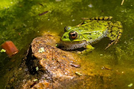 Despite its name it is not a common food in Denmark, but a beloved and protected amphibian
