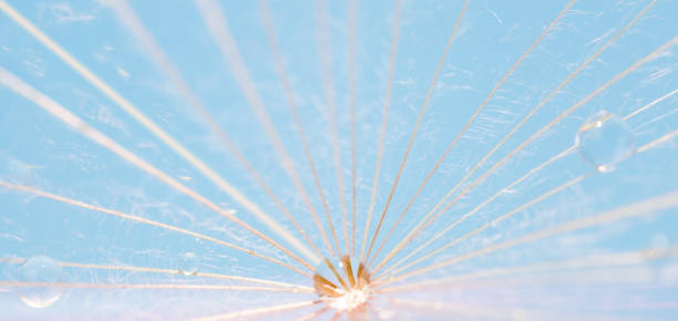 タンポポの上の水滴。水色の背景 - dandelion nature water drop ストックフォトと画像