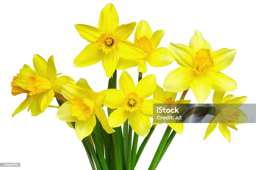 Narcisos - Foto de stock de Abril royalty-free