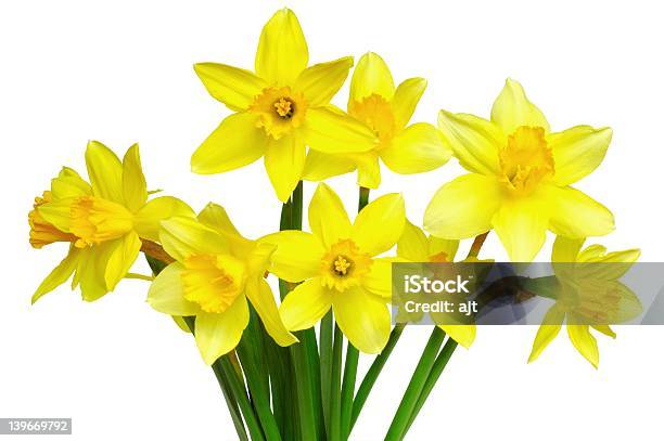 Foto de Narcisos e mais fotos de stock de Abril - Abril, Amarelo, Beleza natural - Natureza