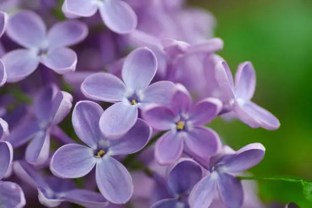 Photo of Macro Lilac flowers background. Blooming Lilac purple flowers, abstract floral background
