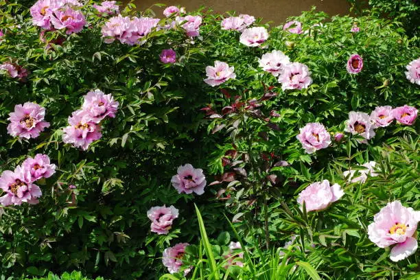 Photo of Terry pink flowers of tree peony closeup. Paeonia suffruticosa. Paeonia blossom. Paeonia suffruticosa. Suffrutic paeonia