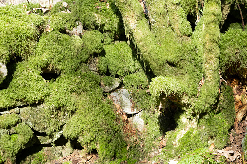 The hiking trail in a spring-colored old-growth forest (primary forest, virgin forest or ancient woodland) passes by Moss covered rocks and tree trunks on a sunny morning in spring (or early summer).