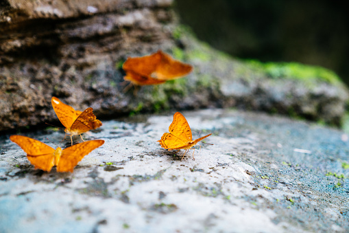 Brown butterfly on the green leaf. Green blurred tropical plants on the background.