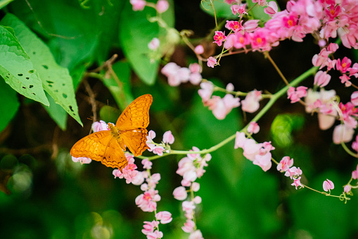 Blossom tree over nature background and butterfly. Spring flowers. Spring Background.