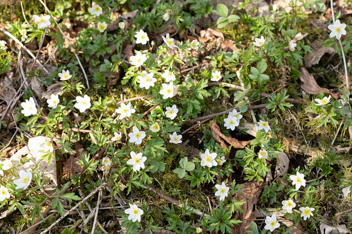 Beautiful white flowers of anemones in spring on background  forest in sunlight in nature. Spring morning forest landscape with flowering primroses, soft selective focus in foreground.