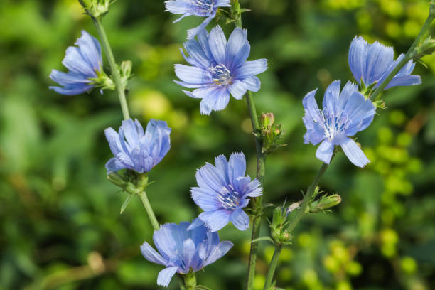Beautiful blooming chicory flowers growing outdoors, closeup