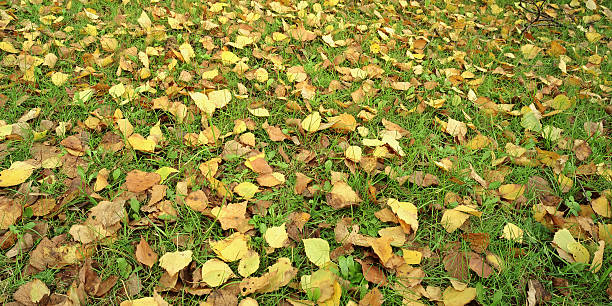 Fallen leaves in Autumn 1 stock photo