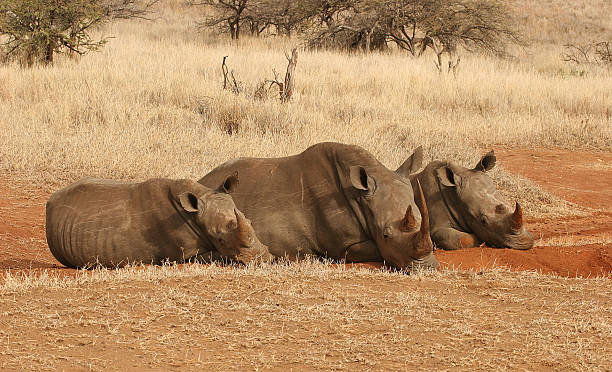 istock Trio of Rhino 139669984
