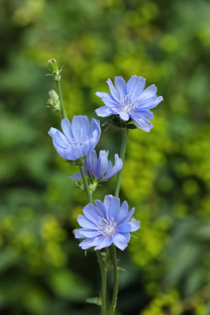 istock Beautiful blooming chicory flowers growing outdoors, closeup 1396699900