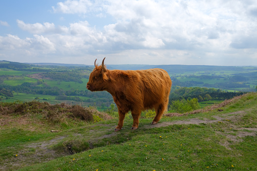 female scottish highland cattle in Derbyshire England
