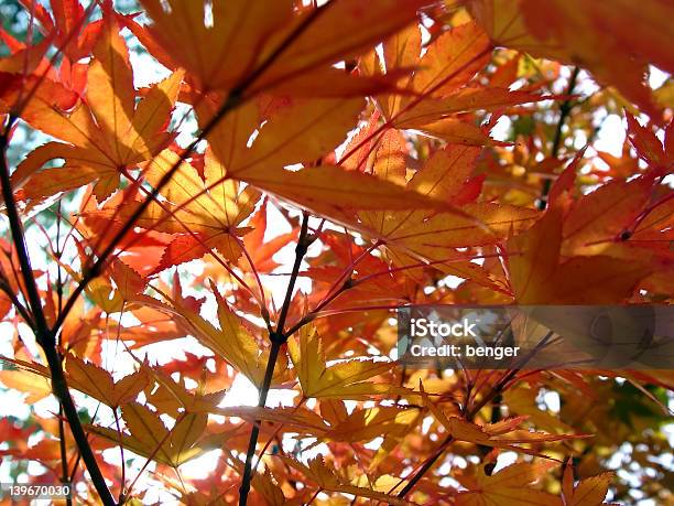 Foto de Acer No Outono e mais fotos de stock de Colorido - Colorido, Contraluz, Folha