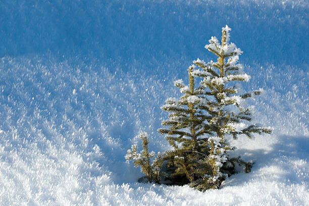 small evergreen in snow stock photo