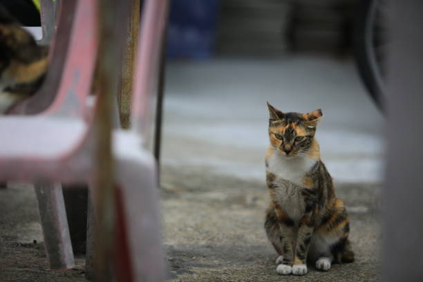 calico cat at tai o, take a time and watching camera