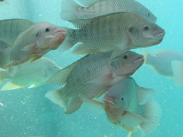 Photo of Fishes - Nile Tilapia